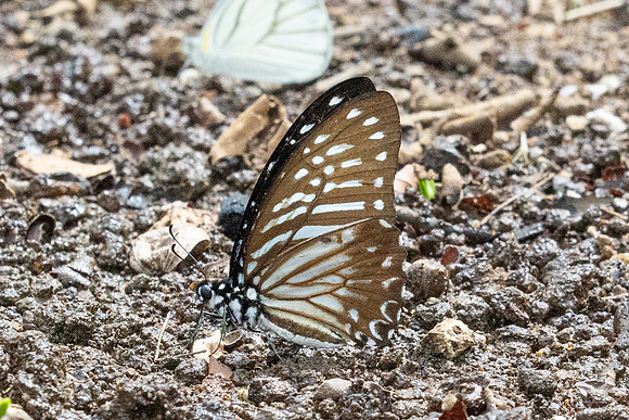 Graphium macareus--13 - inthason - 31/01/26