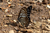 Graphium macareus perakensis--23 - Inthason waterfall - 31/01/26