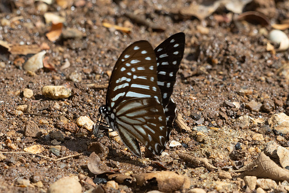Graphium macareus perakensis--23 - Inthason waterfall - 31/01/26