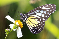 Parantica aspasia