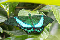 Papilio palinurus--44 - Karom Waterfall - 25/01/26