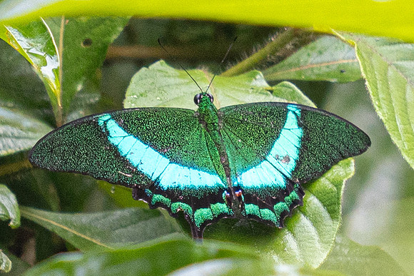 Papilio palinurus--44 - Karom Waterfall - 25/01/26
