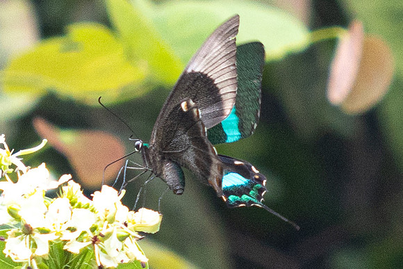 Papilio palinurus--38 - Karom Waterfall - 25/01/26