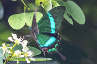 Papilio palinurus--5- Karom Waterfall - 25/01/26
