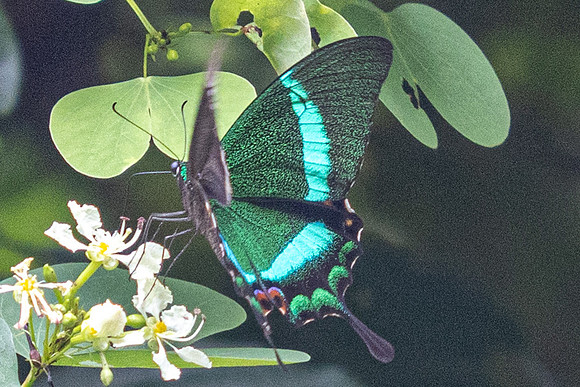Papilio palinurus--5- Karom Waterfall - 25/01/26
