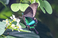 Papilio palinurus