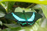 Papilio palinurus--34- Karom Waterfall - 25/01/26
