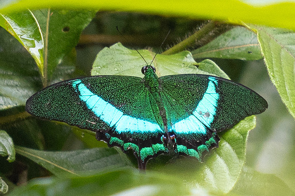 Papilio palinurus--34- Karom Waterfall - 25/01/26