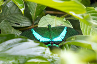 Papilio palinurus -47- Karom Waterfall - 25/01/26