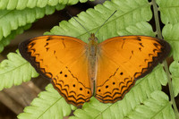 Cirrochroa surya siamensis--10 - Karom waterfall - 25/01/26