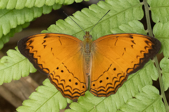 Cirrochroa surya siamensis--10 - Karom waterfall - 25/01/26