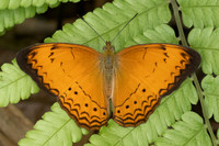 Cirrochroa surya siamensis--14 - Karom waterfall - 25/01/26