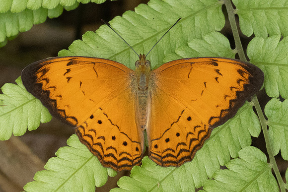 Cirrochroa surya siamensis--14 - Karom waterfall - 25/01/26