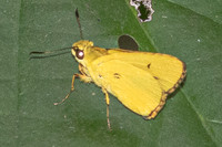 Cupitha purreea--4 - Karom waterfall - 25/01/26