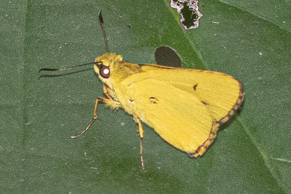 Cupitha purreea--4 - Karom waterfall - 25/01/26