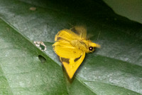 Cupitha purreea--3 - Karom waterfall - 25/01/26