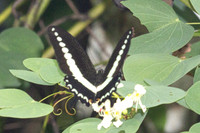 Papilio demolion