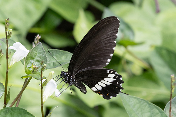 Papilio chaon--45 - Karom waterfall - 25/01/26