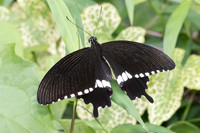 Papilio polytes--3- Karom waterfall - 25/01/26