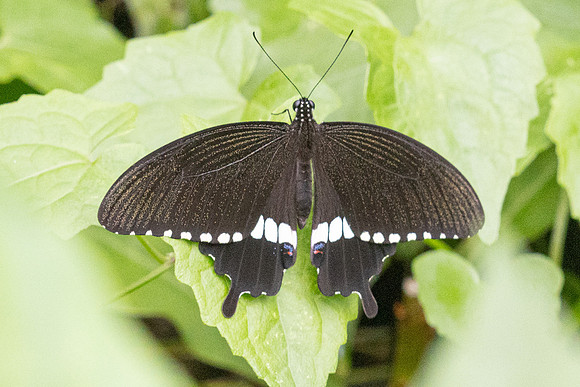 Papilio polytes-20- Karom waterfall - 25/01/26
