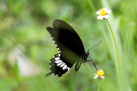 Papilio polytes-95 - Karom waterfall - 25/01/26