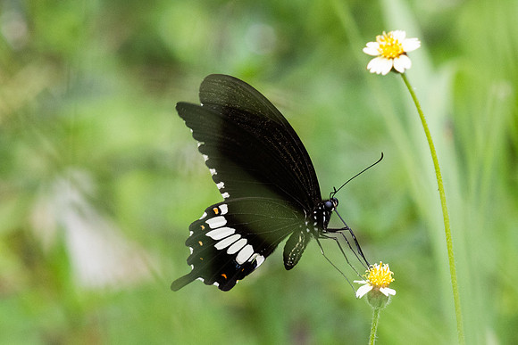 Papilio polytes-95 - Karom waterfall - 25/01/26