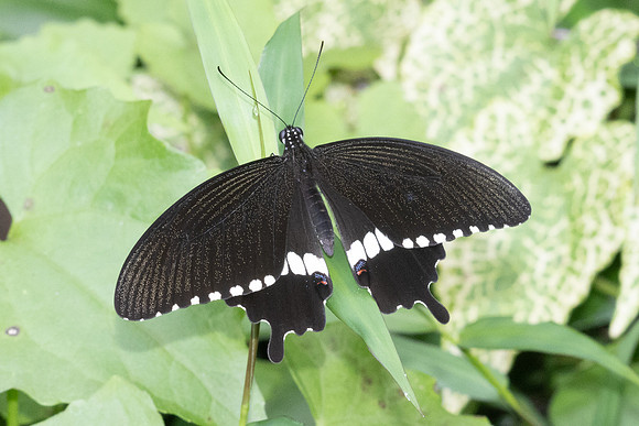 Papilio polytes--4- Karom waterfall - 25/01/26