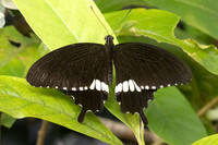 Papilio polytes-2483- Karom waterfall - 25/01/26