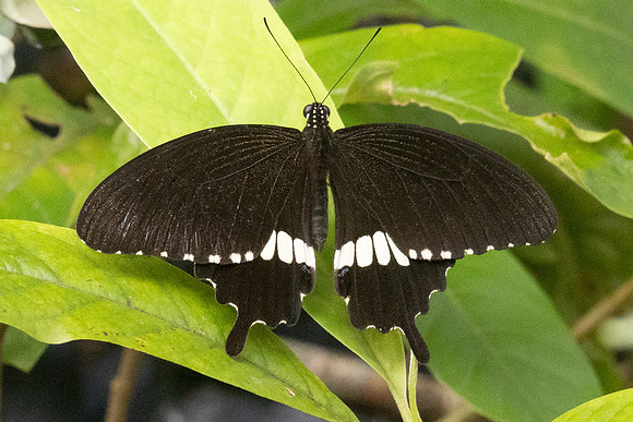 Papilio polytes-2483- Karom waterfall - 25/01/26