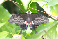 Papilio polytes-2489- Karom waterfall - 25/01/26
