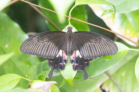 Papilio polytes-2489- Karom waterfall - 25/01/26