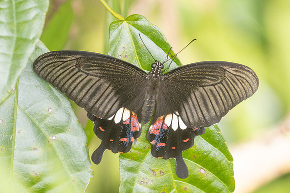 Papilio polytes-2491- Karom waterfall - 25/01/26