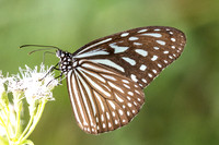 Ideopsis vulgaris