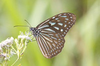 Ideopsis vulgaris-2501 Karom waterfall - 25/01/26