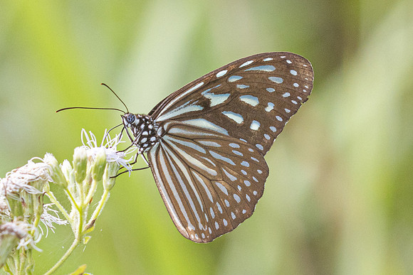 Ideopsis vulgaris-2501 Karom waterfall - 25/01/26