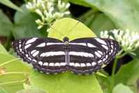 Neptis duryodana