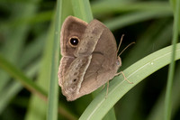 Mycalesis distanti--46 - Karom waterfall - 25/01/26