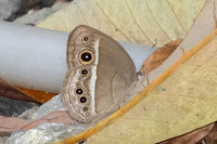 Mycalesis distanti--2