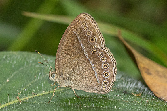 Telinga janardana-0149 - Khao Phanom Bencha National Park - 18/01/26