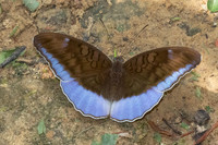 Tanaecia flora - 9789 - Khao Phanom Bencha National Park - 17/01/26