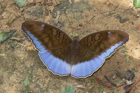 Tanaecia flora - 9789 - Khao Phanom Bencha National Park - 17/01/26