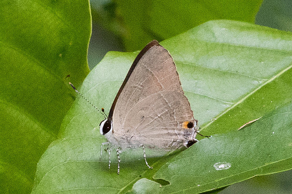 Rapala iarbus--39- Khao Phanom Bencha National Park - 18/01/26