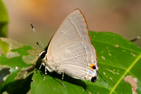 Rapala iarbus--33- Khao Phanom Bencha National Park - 18/01/26