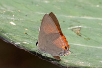 Rapala iarbus--40- Khao Phanom Bencha National Park - 18/01/26