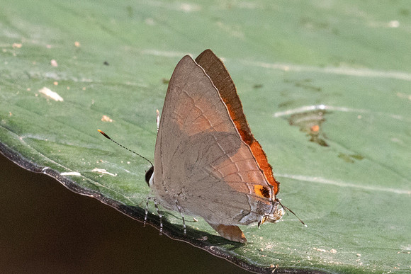 Rapala iarbus--40- Khao Phanom Bencha National Park - 18/01/26