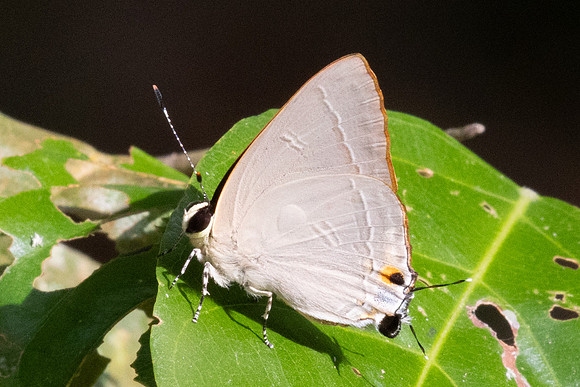 Rapala iarbus--45- Khao Phanom Bencha National Park - 18/01/26