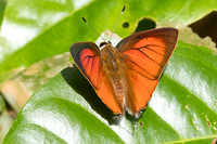 Rapala iarbus--88- Khao Phanom Bencha National Park - 18/01/26