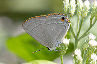 Rapala iarbus-0133- Khao Phanom Bencha National Park - 18/01/26