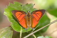 Rapala iarbus--25- Khao Phanom Bencha National Park - 18/01/26