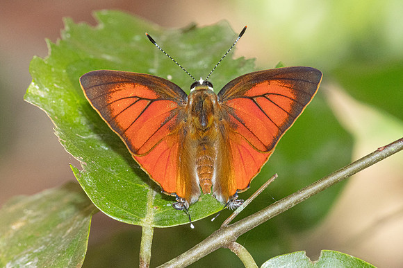 Rapala iarbus--25- Khao Phanom Bencha National Park - 18/01/26